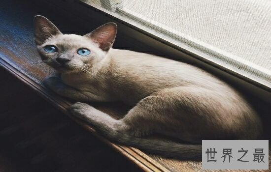 盘点史上最萌的猫咪,排行第一的猫咪竟然get不到点!