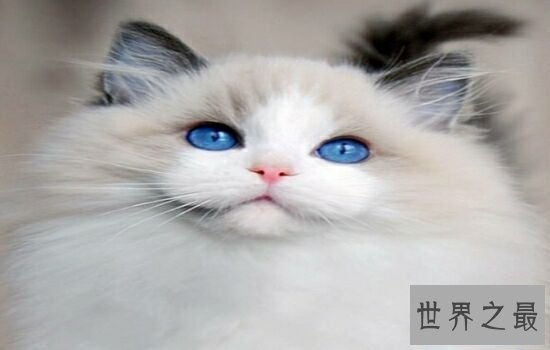 盘点史上最萌的猫咪,排行第一的猫咪竟然get不到点!
