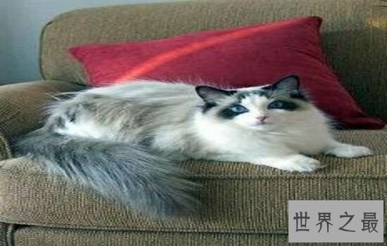 盘点史上最萌的猫咪,排行第一的猫咪竟然get不到点!