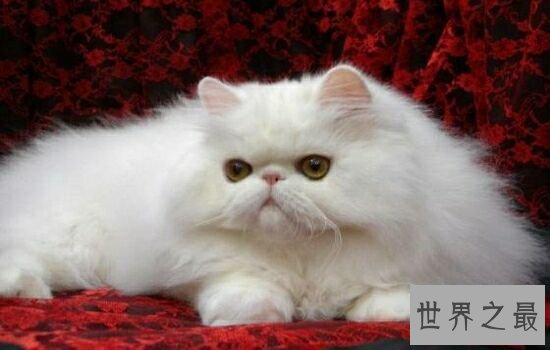 盘点史上最萌的猫咪,排行第一的猫咪竟然get不到点!