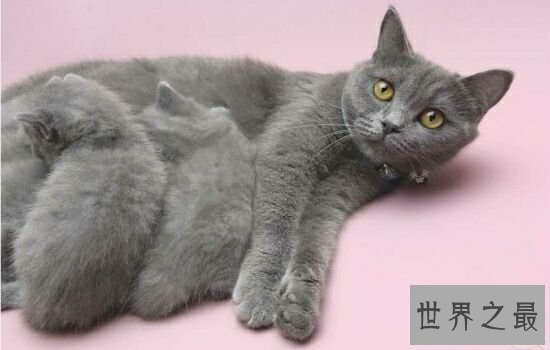 盘点史上最萌的猫咪,排行第一的猫咪竟然get不到点!