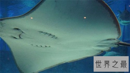 世界上最危险的鱼,水母的竟然最危险!