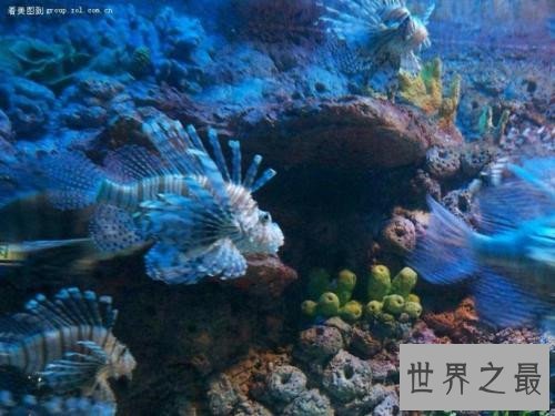 世界上最危险的鱼,水母的竟然最危险!