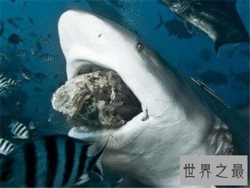 世界上最危险的鱼,水母的竟然最危险!