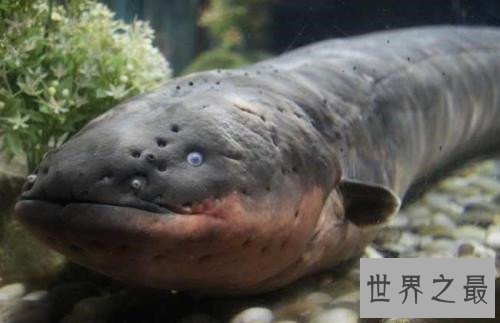 世界上最危险的鱼,水母的竟然最危险!