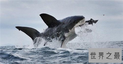 世界上最危险的鱼,水母的竟然最危险!
