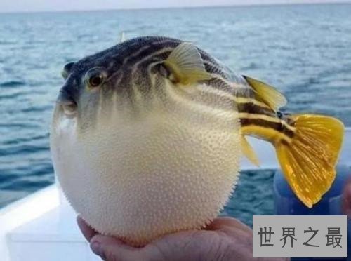 世界上最危险的鱼,水母的竟然最危险!