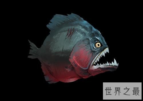 世界上最危险的鱼,水母的竟然最危险!