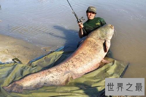 世界上最危险的鱼,水母的竟然最危险!