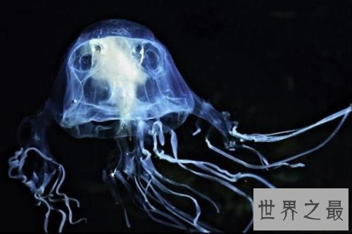 世界上最危险的鱼,水母的竟然最危险!