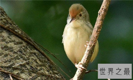 世界上最小的鸟,吸蜜蜂鸟体长仅3厘米(和硬币一样重)