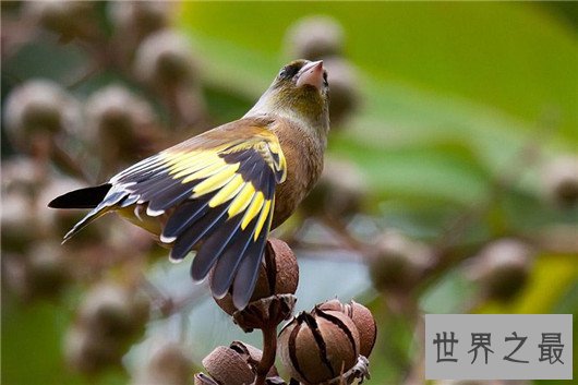 世界上最小的鸟,吸蜜蜂鸟体长仅3厘米(和硬币一样重)