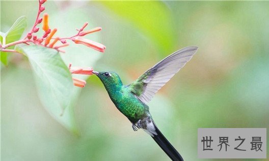 世界上最小的鸟,吸蜜蜂鸟体长仅3厘米(和硬币一样重)