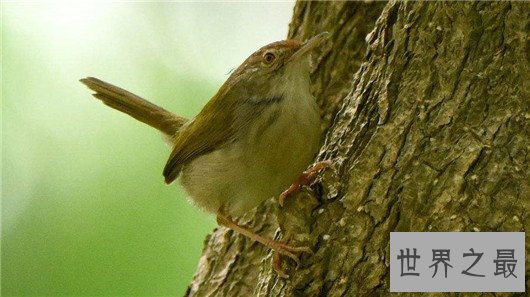 世界上最小的鸟,吸蜜蜂鸟体长仅3厘米(和硬币一样重)