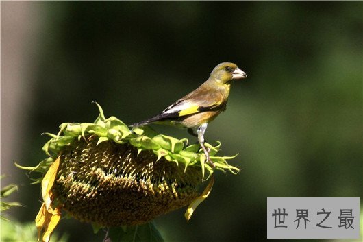 世界上最小的鸟,吸蜜蜂鸟体长仅3厘米(和硬币一样重)