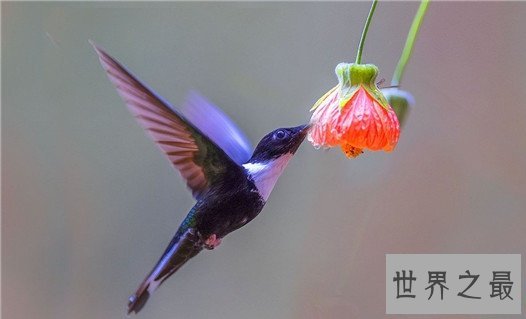 世界上最小的鸟,吸蜜蜂鸟体长仅3厘米(和硬币一样重)