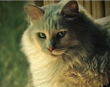 ​养猫好处多，但是坏处也不少，养猫6大坏处你知道吗？