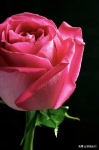 ​形容红玫瑰花的唯美句子 玫瑰花，娇美的容颜，婀娜的身段，清雅了诗坛，惊艳了