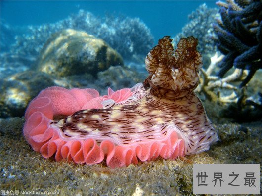 十大超可爱的海蛞蝓排行榜,简直都要萌化你的心了