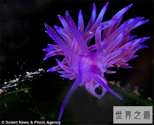 十大超可爱的海蛞蝓排行榜,简直都要萌化你的心了