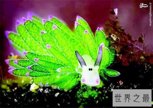 十大超可爱的海蛞蝓排行榜,简直都要萌化你的心了