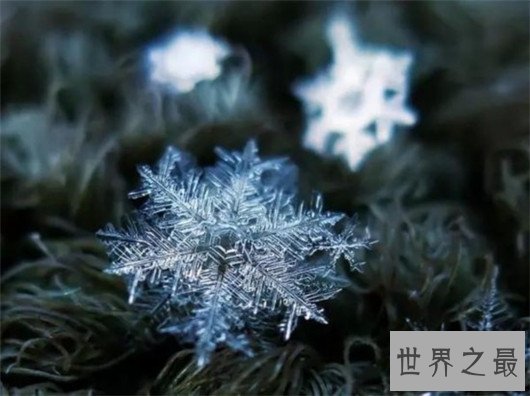 十大超可爱的海蛞蝓排行榜,简直都要萌化你的心了