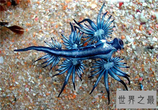 十大超可爱的海蛞蝓排行榜,简直都要萌化你的心了