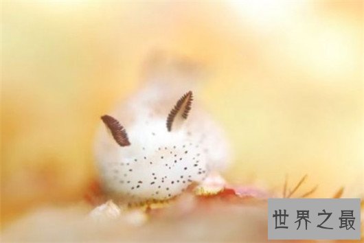 十大超可爱的海蛞蝓排行榜,简直都要萌化你的心了