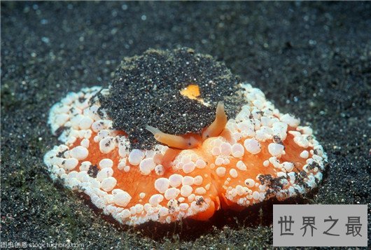 十大超可爱的海蛞蝓排行榜,简直都要萌化你的心了