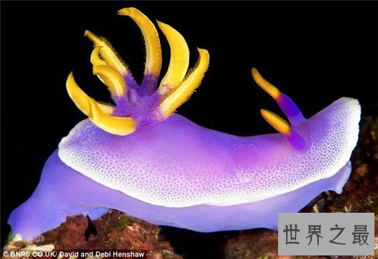 十大超可爱的海蛞蝓排行榜,简直都要萌化你的心了