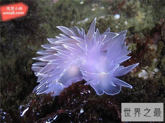 十大超可爱的海蛞蝓排行榜,简直都要萌化你的心了