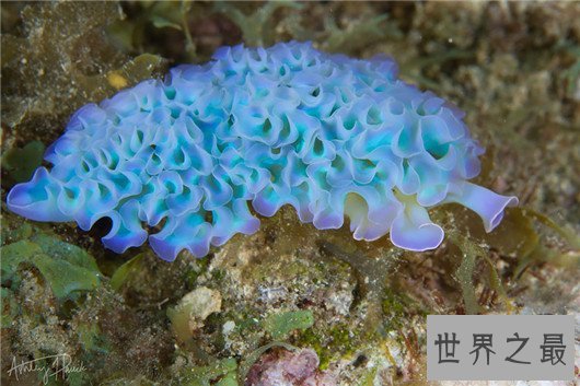 十大超可爱的海蛞蝓排行榜,简直都要萌化你的心了