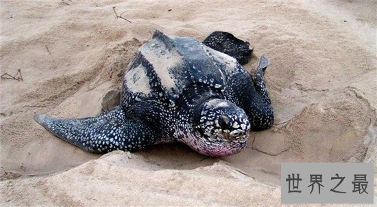 跑得快的动物排行榜,猎豹竟然不是第一