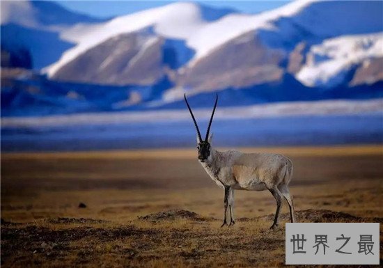 跑得快的动物排行榜,猎豹竟然不是第一