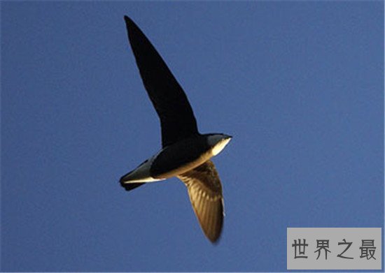 跑得快的动物排行榜,猎豹竟然不是第一