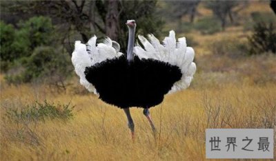 ​跑得快的动物排行榜，猎豹竟然不是第一