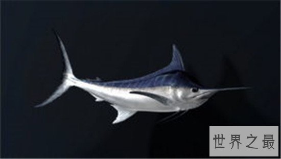 跑得快的动物排行榜,猎豹竟然不是第一