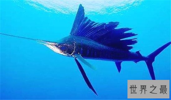 跑得快的动物排行榜,猎豹竟然不是第一