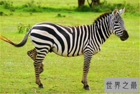 跑得快的动物排行榜,猎豹竟然不是第一