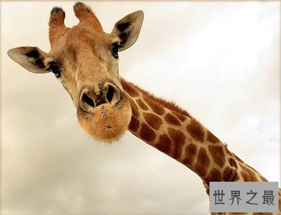 跑得快的动物排行榜,猎豹竟然不是第一