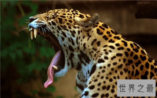 跑得快的动物排行榜,猎豹竟然不是第一