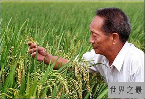 中国最伟大的科学家竟然不是屠呦呦 此人养活了数亿中国人