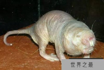 ​世界上最丑的动物 把自己丑哭了
