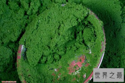 ​世界上最小的花，全是绿色，看起来就像是绿色的种子浮在水面