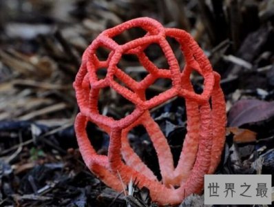 ​世界十大奇特植物排行，泰坦魔芋一生竟只开两次花！