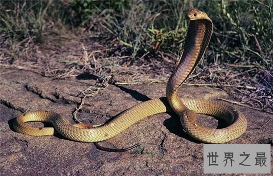 世界十大致命毒蛇，一点点毒液就能杀死一个成年人！
