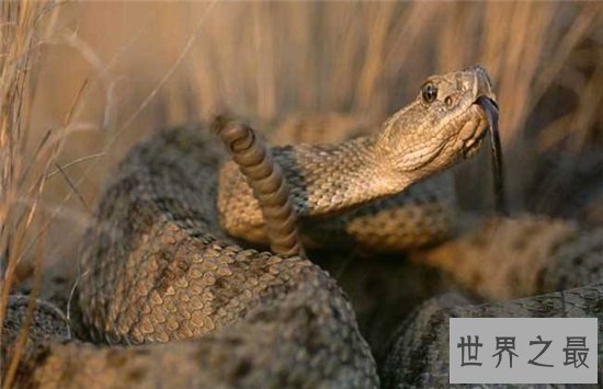 世界十大致命毒蛇，一点点毒液就能杀死一个成年人！