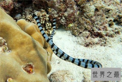 ​世界十大致命毒蛇，一点点毒液就能杀死一个成年人！