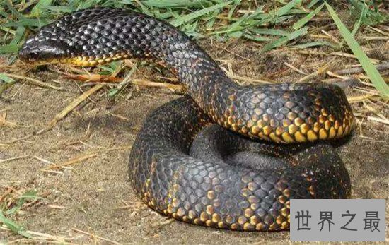 世界十大致命毒蛇，一点点毒液就能杀死一个成年人！
