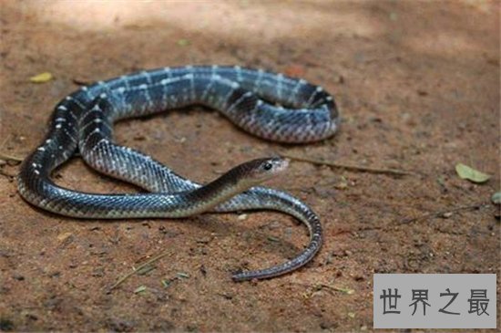 世界十大致命毒蛇，一点点毒液就能杀死一个成年人！
